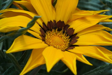 yellow Gazania (Gazania splendens) close up