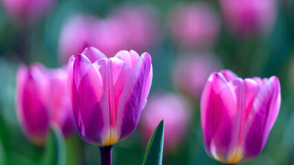 Obraz na płótnie Canvas Field of purple tulip flowers.