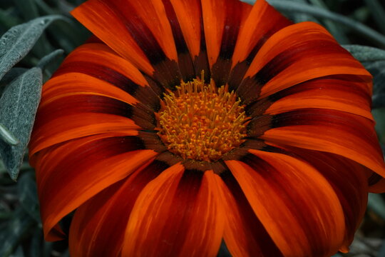 close up  orange Gazania  flower