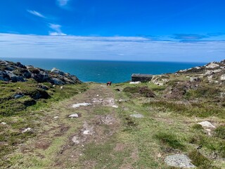 Fototapeta na wymiar Coastal walk with dog in Anglesey Wales 