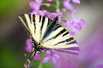 Butterfly Swallow - Scarce Swallowtail