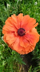 red poppy flower