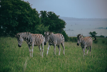 Fototapeta na wymiar zebras in the wild (Rietvlei Nature Reserve, Pretoria, South Africa)