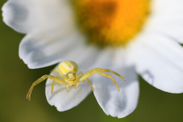 Yellow Crab Spider on flower  Hunting on a Flower er