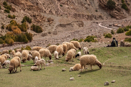 children in front of a house, flock of sheep, Ait Said, Atlas mountain range, morocco, africa