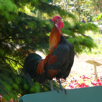 German bantam rooster, black-breasted red coloured, crowing on the back of a green park bench