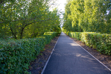 Fototapeta na wymiar Walking path in the park with sunbeams. Asphalt path among bushes and trees