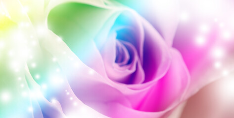 Beautiful rose toned in rainbow colors, closeup. Banner design