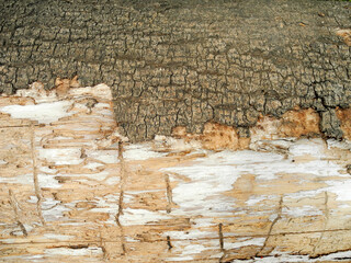 Cracked bark of old tree with traces of bark beetle. Natural background.