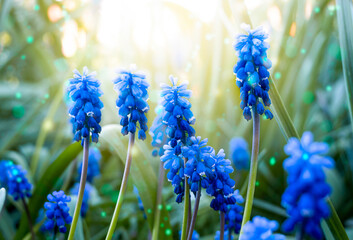 muscari flowers and green leaves in early spring