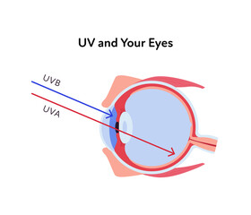 Uv rays and visible light healthcare infographic. Vector flat illustration. UVA, UVB, arrow and eye ball scheme. Design for uv awareness month and ophthalmology.