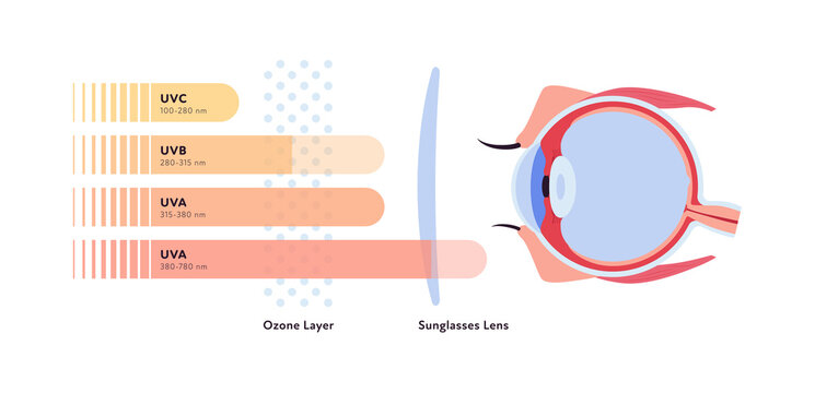 Uv rays and visible light healthcare infographic. Vector flat illustration. UVA, UVB, UVC lights go and reflect by ozone layer and sun block lens to eye ball. Design for uv awareness month.