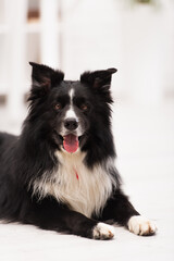 Fototapeta premium Furry border collie looking at camera on floor in vet clinic