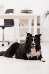 Border collie looking at camera on floor in vet clinic