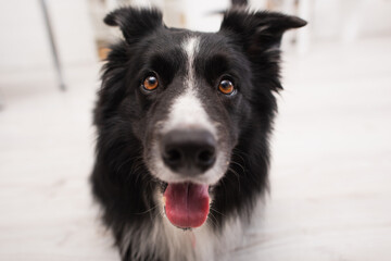Close up view of border collie sticking out tongue in vet clinic