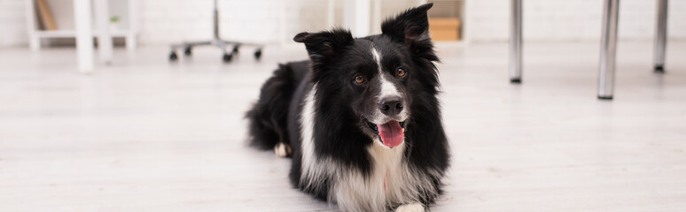 Border collie looking away while lying on floor in vet clinic, banner