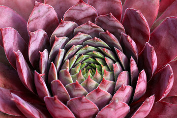 Beautiful pink and green Sempervivum - Houseleek plant closeup showing of its colour and shapes.