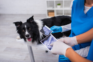 Cropped view of african american veterinarian pointing at ultrasound scan near colleague and border collie in clinic