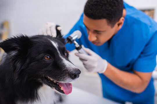 Border collie sitting near blurred african american doctor with otoscope in vet clinic