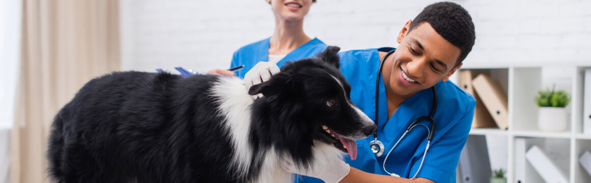 Smiling african american doctor in latex gloves examining border collie near colleague in vet clinic, banner