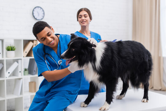 Happy african american veterinarian examining border collie dog near blurred doctor in clinic