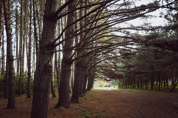 Redwoods forest in Rotorua, New Zealand