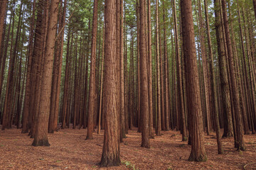 Redwoods forest in Rotorua, New Zealand