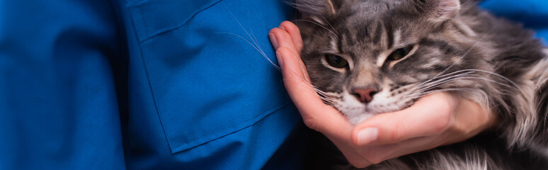 Cropped view of veterinarian touching maine coon cat in clinic, banner