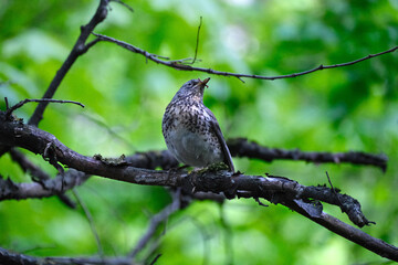 BIRD THRUSH IN SUMMER ON A BRANCH