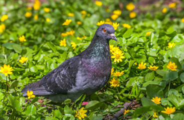 Pigeon in the green grass with yellow flowers in the park close-up. Selective focus.One close-up of a wild pigeon or an urban pigeon in green grass, in yellow flowers in a park on a blurry background.