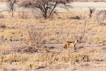 A side-striped Jackal -Canis Adustus- hunting for prey in Etosha National Park, Namibia.