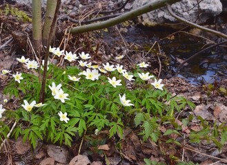 snowdrops in the forest