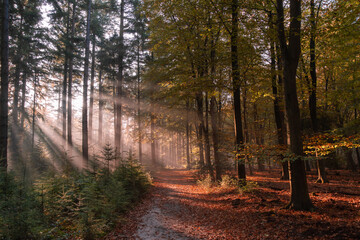 Forest path in autumn with early morning sun rays.