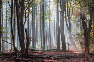 The "dancing" trees in one of the oldest forests in the Netherlands.