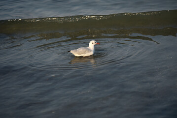 Concarneau - goéland