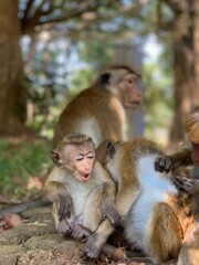 Opiekuńcza rodzina małp.  - obrazy, fototapety, plakaty