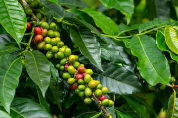 Raw red and green coffee cherries on coffea tree branch in coffee plantation on highland mountains...