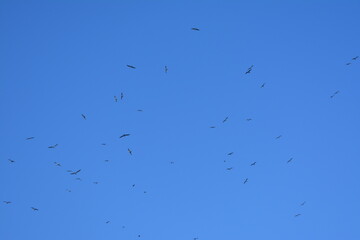 birds in flight