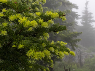 fresh new shoots and growth time of spruce tree - obrazy, fototapety, plakaty