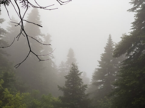 mystical texture with rain and fog view in mysterious forest