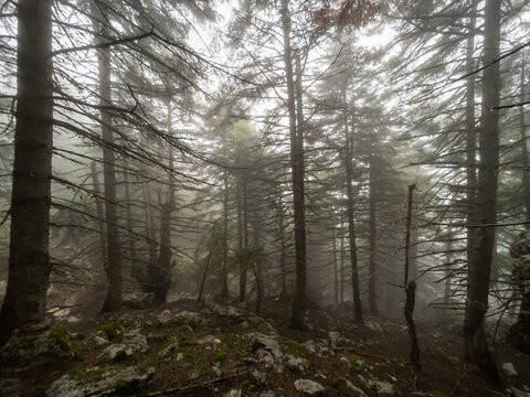 mystical texture with rain and fog view in mysterious forest
