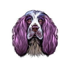 English Springer Spaniel, Springer Spaniel dog digital art illustration isolated on white background. England origin gun dog. Cute pet hand drawn portrait. Graphic clip art design for web, print.
