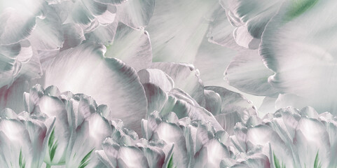 Flowers white  tulips.  Floral  spring  background. Petals tulips. Close-up. Nature.