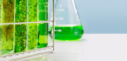 Algae fuel biofuel industry lab researching for alternative to fossil algae fuel or algal biofuel. - obrazy, fototapety, plakaty