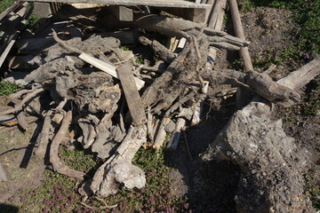 deadwood in the forest caused by fungus