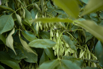 Bright green foliage of trees. Natural background.