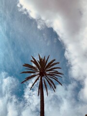 Palma na te błękitnego nieba z chmurami 