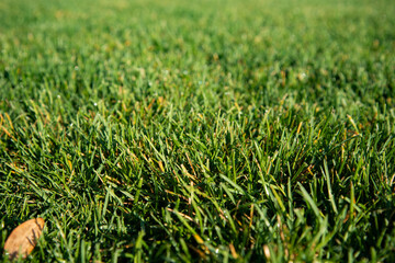 Green lawn background. Beautiful grass.