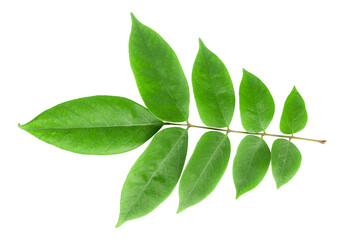 Fototapeta na wymiar green leaves isolated on a white background