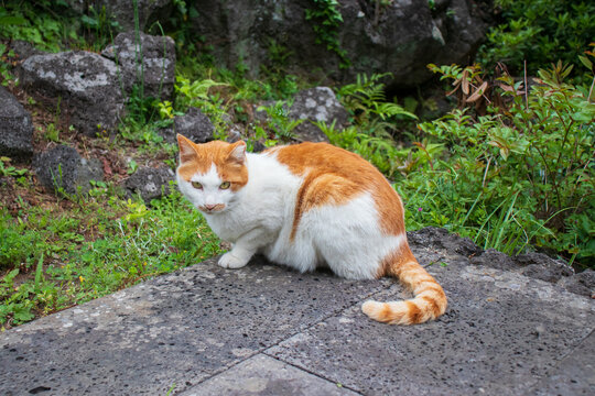 A vigilant stray cat in the park.